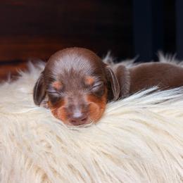 Nadette - Chocolate and tan female Dachshund puppy in Washburn, Tennessee from Clinch Mountain Dachshunds