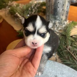 Survivor - Black and white male Pomsky puppy in Rathdrum, Idaho from Smart Pomskies and Frenchies