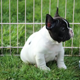 French Bulldog Puppies from SnortVille Bullies
