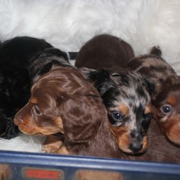 Dachshund Puppies from Callaway Country Dachshunds