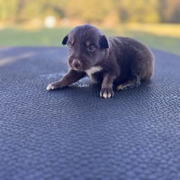 Rosie - Red & white female Australian Shepherd puppy in Big Sandy, Texas from Rocking S Ranch