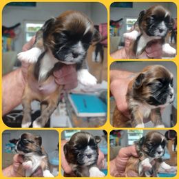 Boy 2 - Tricolor male Shih Tzu puppy in Houston, Texas from Shih Tzu Houston