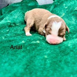 Ariat - Red tri-color female Australian Shepherd puppy in Vernal, Utah from Dancing M Kennels