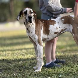 Stormy - Harlequin female Great Dane puppy in Montgomery, Texas from KD Sweet Southern Danes