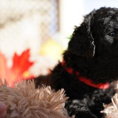 Curly-Coated Retriever Puppies from CHAPARRAL CURLY RETRIEVERS