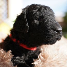 Curly-Coated Retriever Puppies from CHAPARRAL CURLY RETRIEVERS