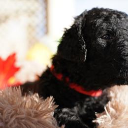 Curly-Coated Retriever Puppies from CHAPARRAL CURLY RETRIEVERS