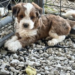 Girl 2 - Red merle female Aussiedoodle puppy in Hillsboro, Illinois from Perfect Paws Puppies