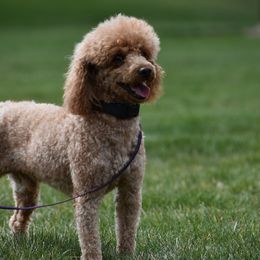Goldendoodles and Poodles from Poodles of Idaho