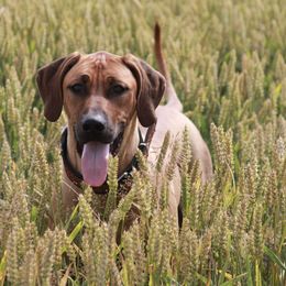 Rhodesian Ridgebacks from Kimba’s Pride Rhodesian Ridgebacks