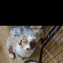 Purple girl - Red merle female Miniature American Shepherd puppy in Griswold, Connecticut from Flatrock's Mini American Shepherd's