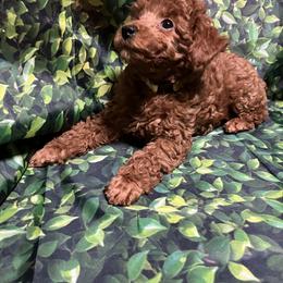 Poodle Puppies from Firebird Toy Poodles