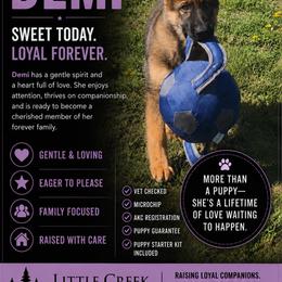 Demi - Sable female German Shepherd puppy in Culpeper, Virginia from Little Creek GSD