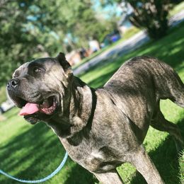 Duke - Cane Corso