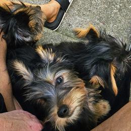 Silky Terrier Puppies from Brawley's Beautiful Babies