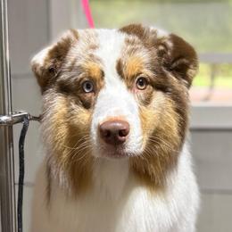 Bolt - Australian Shepherd