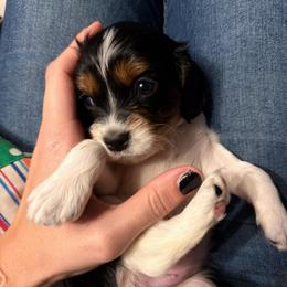 Porche (molly) - Tri-color female Cavapoo puppy in Battle Lake, Minnesota from Panda Puppies