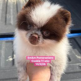 Cookie chocolate parti roan - Chocolate parti female Pomeranian puppy in Kentucky from Em&M Pomeranians