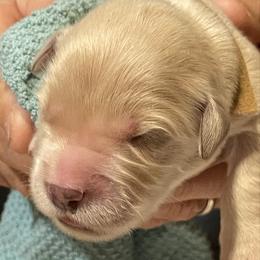 Pickles - Light golden male Golden Retriever puppy in Ennis, Texas from Amberidge Golden Retrievers