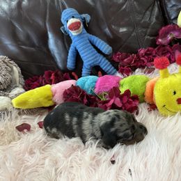 Dachshund Puppies from Gulfishan Kennels
