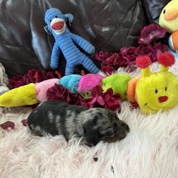 Dachshund Puppies from Gulfishan Kennels