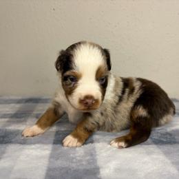 Stitch - Red merle male Miniature Australian Shepherd puppy in Brenham, Texas from Stone N Rose Kennels