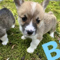 American Corgi and Pembroke Welsh Corgi Puppies from Cascadian Space Coast Corgis LLC