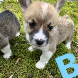 American Corgi and Pembroke Welsh Corgi Puppies from Cascadian Space Coast Corgis LLC