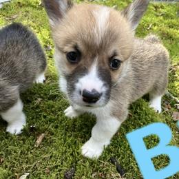 American Corgi and Pembroke Welsh Corgi Puppies from Cascadian Space Coast Corgis LLC