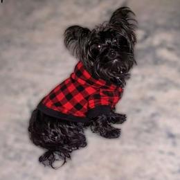Shadow - Yorkshire Terrier