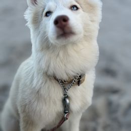 Siberian Husky Puppies from Young Orchard Siberians
