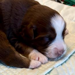 Rudolph - Red tri male Miniature Australian Shepherd puppy in Port Saint Lucie, Florida from Charlene Brannon's Mini Australian Shepherds