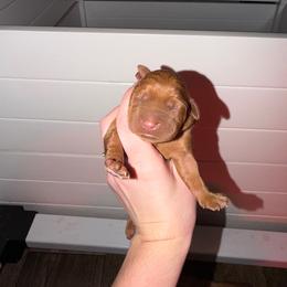 Girl 2 - Yellow female Labrador Retriever puppy in Burton, Michigan from Sunbrooke Acres