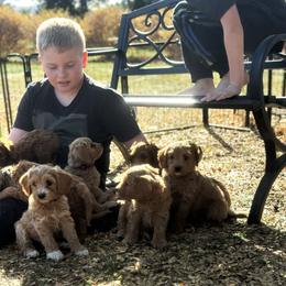 Australian Labradoodle Puppies from Maple Lane Australian Labradoodles