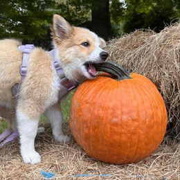 Icelandic Sheepdog Puppies from Windswept Icelandic Sheepdogs