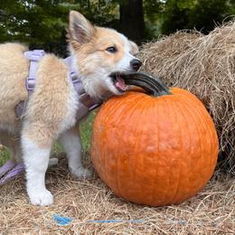 Icelandic Sheepdog Puppies from Windswept Icelandic Sheepdogs