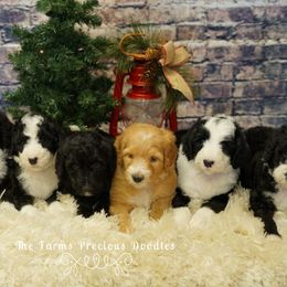 Goldendoodle and Sheepadoodle Puppies from The Farms Precious Doodles