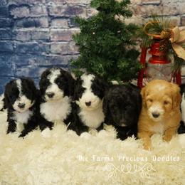 Goldendoodle and Sheepadoodle Puppies from The Farms Precious Doodles