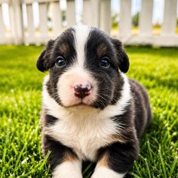 Acadia - Black Tri Female - Black tri-color female Australian Shepherd puppy in Hugo, Colorado from Frying Pan Ranch Australian Shepherds
