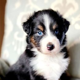 Australian Shepherds from Ice & Fire Aussies