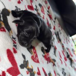 Midnight - Black male Dachshund puppy in Pierson, Florida from Paige’s Mini Dachshunds