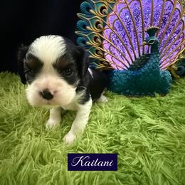Kailani - Tri-color female Cavalier King Charles Spaniel puppy in Broken Arrow, Oklahoma from Cavalier King Charles Heartland