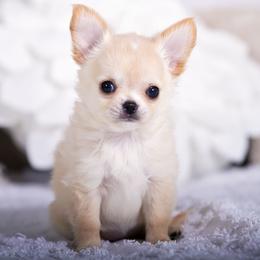 Carmella - Cream female Chihuahua puppy in Orlando, Florida from Destiny Chihuahuas