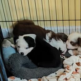 Miniature Australian Shepherds from Terri Vaughn