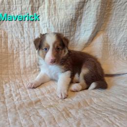 Maverick - Tri-color male Border Collie puppy in Watsontown, Pennsylvania from Kate Gresham