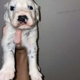Dalmatian Puppies from Clarks 101 Dalmatians