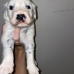 Dalmatian Puppies from Clarks 101 Dalmatians