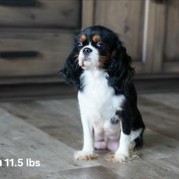Bria - Cavalier King Charles Spaniel