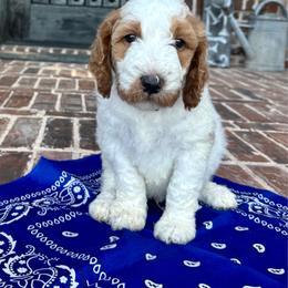 Blue (stache) - Parti male Goldendoodle puppy in Celina, Texas from Kennedy Doodles