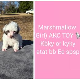 Marshmallow - Parti female Poodle puppy in Taylors, South Carolina from Sosebees toy & mini poodles